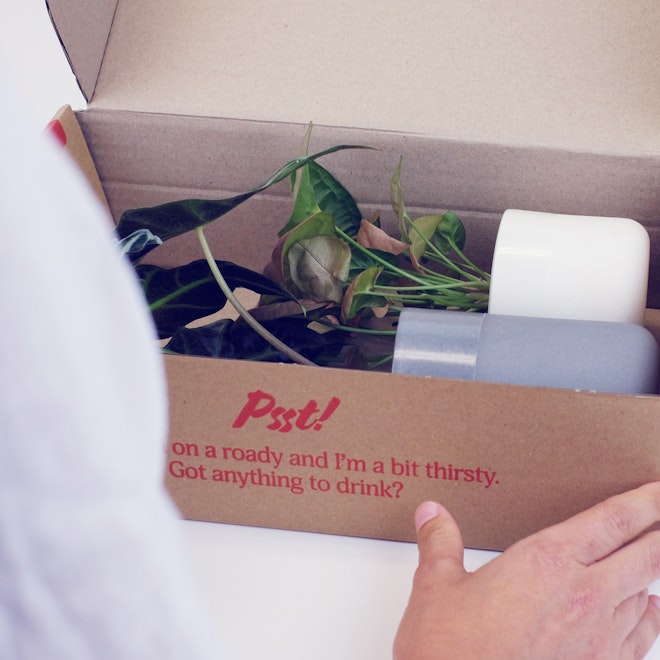 Plants In A Box E Commerce Website Case Study Ply